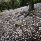 こぼれ桜 (265T)