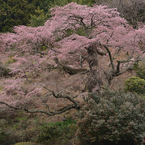 小池さんちの桜