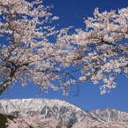 雪山遠望