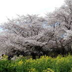 桜&菜の花3