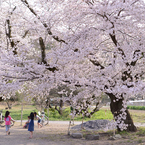 今年の桜は　１