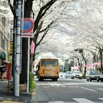 spring for tokyoites 2019