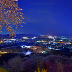 船岡城址公園の夜桜2