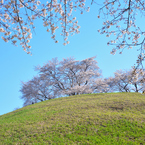 今年の桜は　３