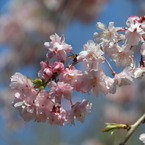 枝垂れ桜4