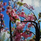平成最後を咲く桜達～lxv