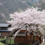 満開の桜