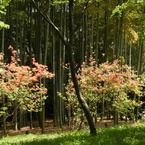 皇居東御苑5
