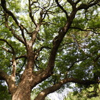 皇居東御苑10
