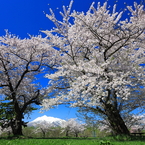 霊峰と桜 III