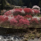 春の粋