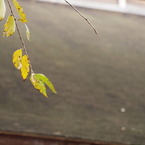 木の葉と寺の屋根