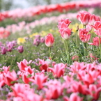夢見る花園