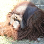 オランウータン(in ZOORASIA)