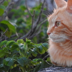 野良猫