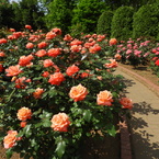 薔薇9