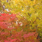 IMGP0108