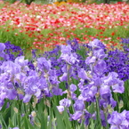 ポピーの咲く公園で