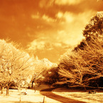 GARDEN INFRARED (06)