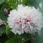 芥子4