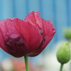 芥子5