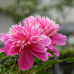 芍薬1