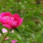 芍薬5