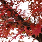 momiji20