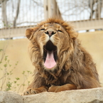 眠たいライオン