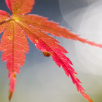 煌めく紅葉