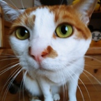 鼻でか猫だ！