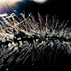 a Bristle grass