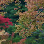 万博公園日本庭園の紅葉