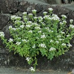 石垣の花