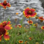 かわべの花