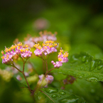 ムラサキシキブの花