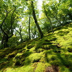 常寂光寺の苔