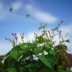 オールドレンズ［風に揺れる］　野の花