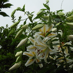 稲荷山公園・山百合19