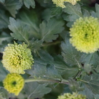 平面な植物