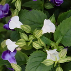 平面な植物