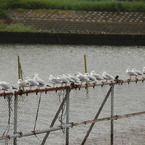 鳥一列