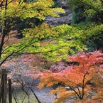 紅葉１４