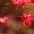 Fly into RED