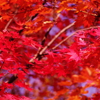 Fly into RED