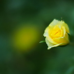 薔薇