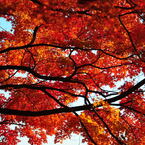 紅葉