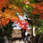 お寺の紅葉