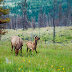 Elk