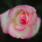 薔薇色